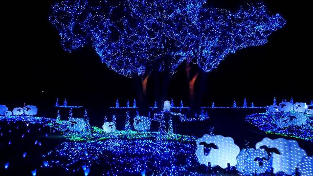 マザー牧場のイルミネーション2016-2017|内容・混雑状況等