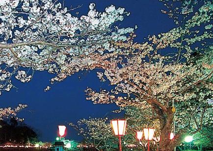 千葉県・茂原公園のお花見2017|見ごろ時期・混雑状況・駐車場等